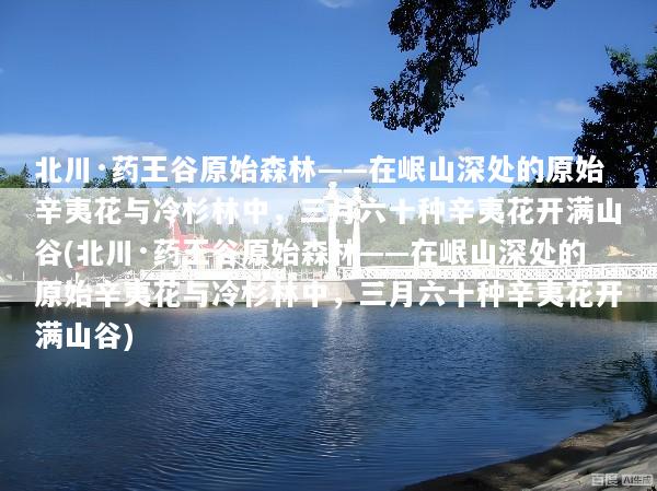 北川·药王谷原始森林——在岷山深处的原始辛夷花与冷杉林中，三月六十种辛夷花开满山谷(北川·药王谷原始森林——在岷山深处的原始辛夷花与冷杉林中，三月六十种辛夷花开满山谷)