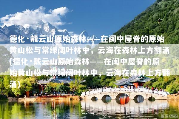 德化·戴云山原始森林——在闽中屋脊的原始黄山松与常绿阔叶林中，云海在森林上方翻涌(德化·戴云山原始森林——在闽中屋脊的原始黄山松与常绿阔叶林中，云海在森林上方翻涌)